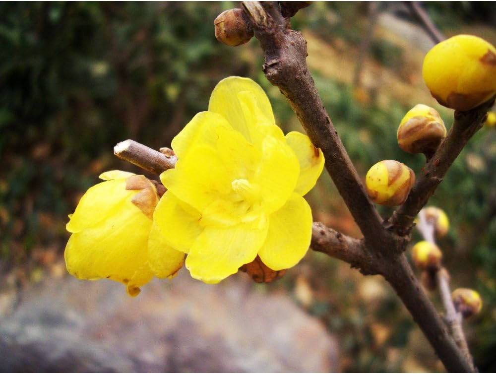 Solution Seeds Farm Heirloom Wintersweet Seeds 10 Seeds Rare Winter Flowering Plum Seed Susan Top Spring Snow