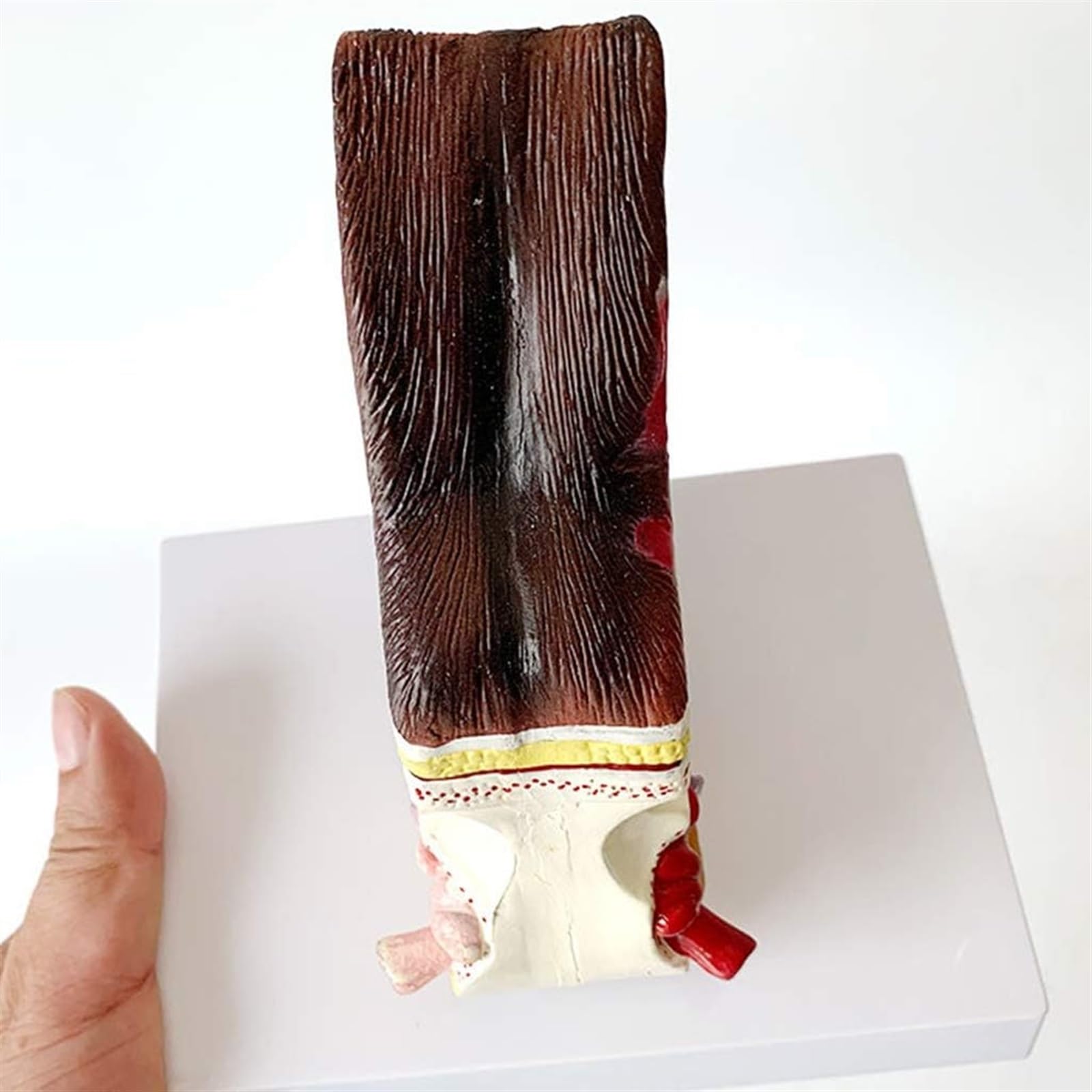 Modelo De Anatomía De Oreja De Perro Modelo De Anatomía De Estructura De Oreja De Perro Canidae - Modelo Anatómico De Oreja De Perro Canino - Modelo De Enseñanza De Equipos Veterinarios