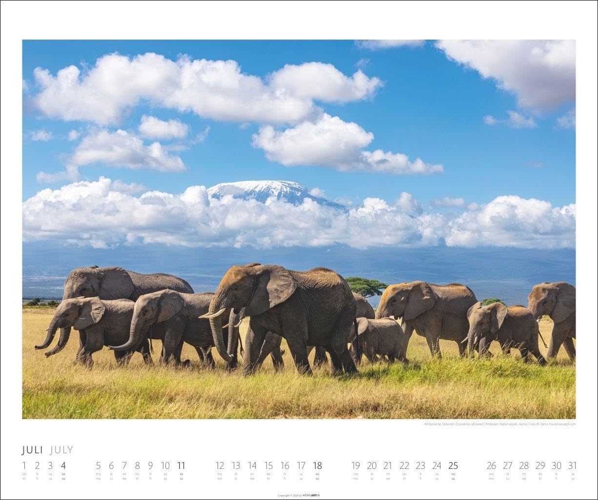 Elefanten Kalender 2027: Die sanften Riesen Afrikas, porträtiert in einem großen Wand-Kalender. Hochwertiger Fotokalender voll beeindruckender Aufnahmen. 55 x 46 cm Querformat