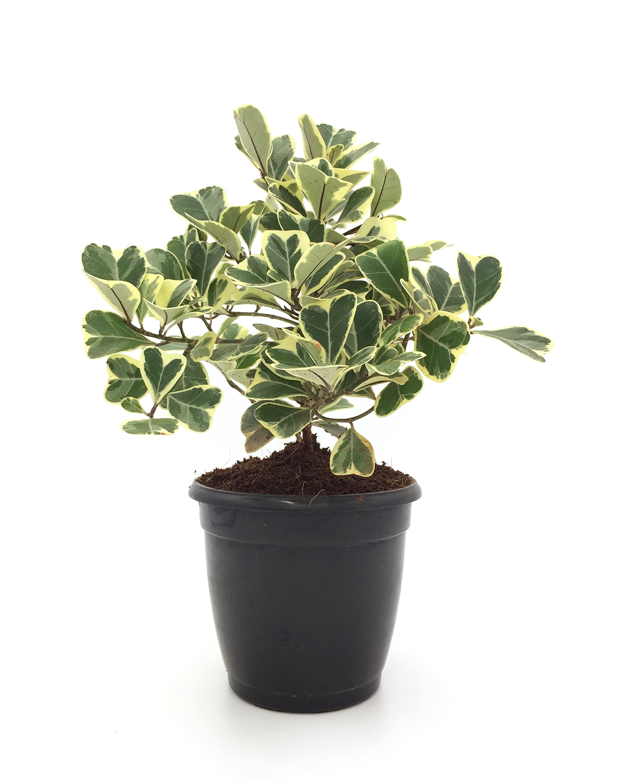 Plantsworld Ficus triangularis Live Plant (B075636Z4P) Amazon Price History, Amazon Price Tracker