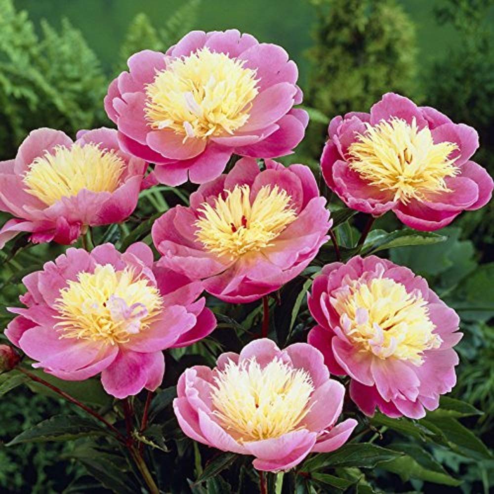 YouGarden Peony 'Bowl of Beauty', Set of Three Bare Root Plants, Ready to Plant, Hardy Perennials for Summer Flowers