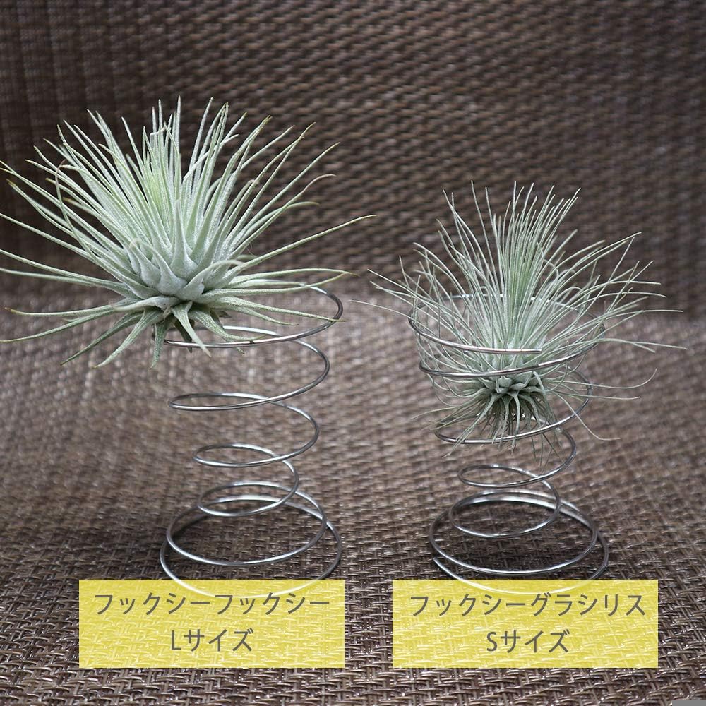 Amazon エアープランツ チランジア フックシー グラシリス Sサイズ 幅約7cm 高さ約5cm Sサイズ 1個 T Fuchsii Var Gracilis 品種で選べるエアプランツ 初心者にも育てやすく リビングやオフィスのインテリアに 造花ではありません 生きているエアープランツです