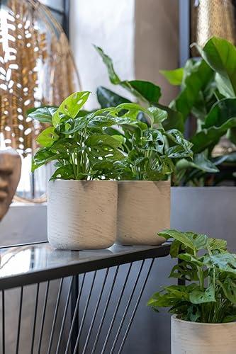 Miniatura 6 de Maceta redonda Charlie XXS de fibra de arcilla lavada gris de 4.17 pulgadas de ancho, maceta moderna para interiores y exteriores, para plantas,