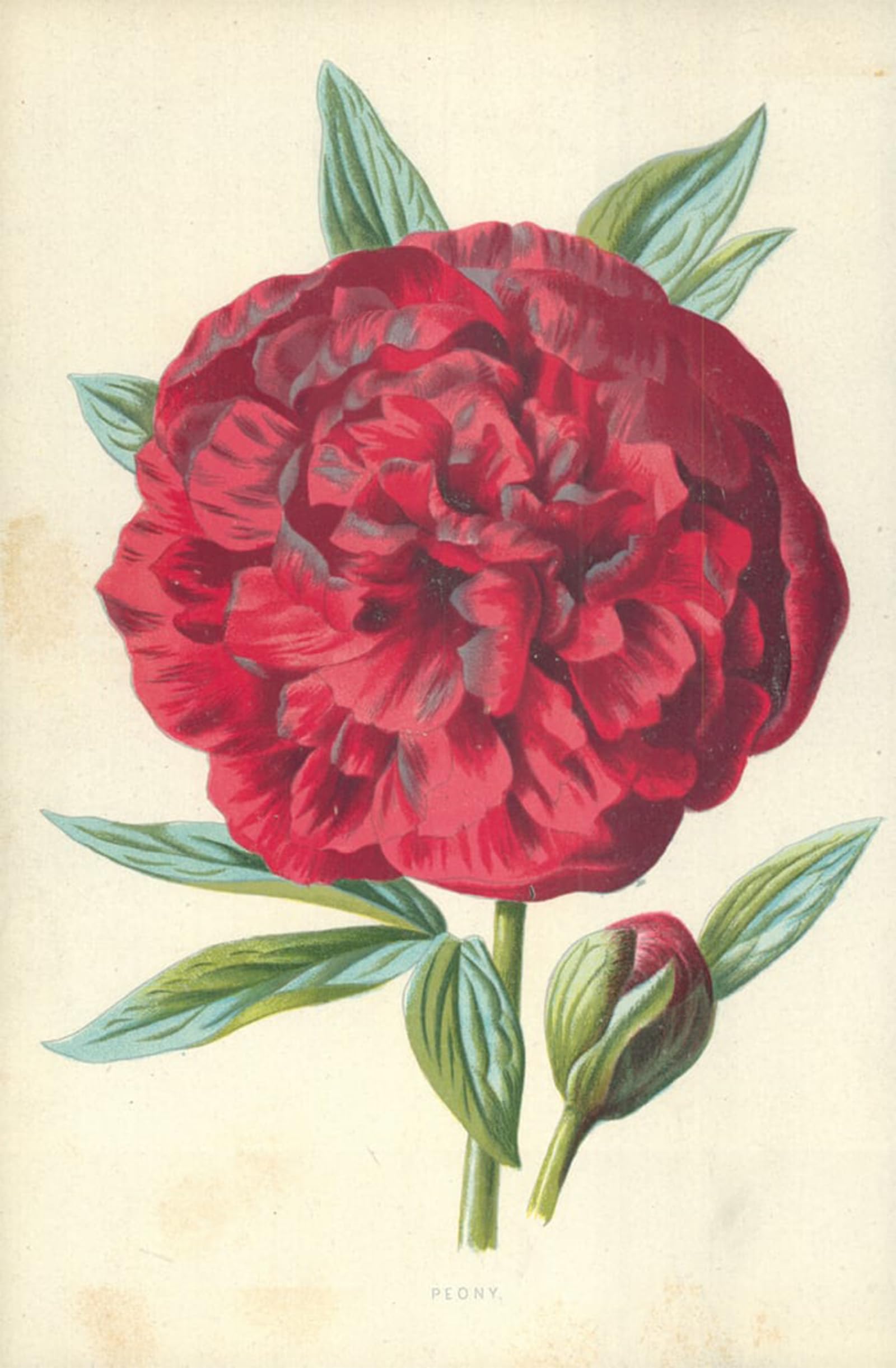 POSTERIIk Famous Modern Artwork Art Mural Peony by Frederick Edward Hulme Oil Paintings Pictures for Home Decor 60x90cm