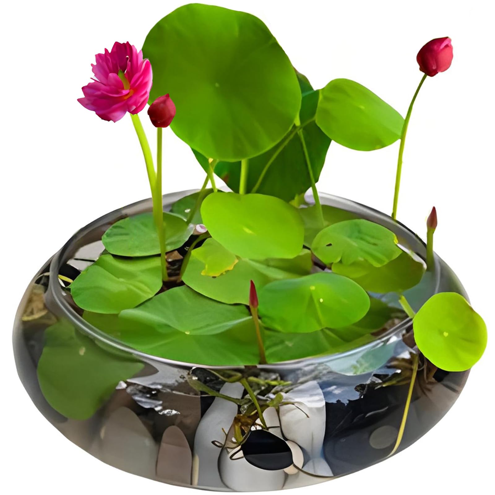Lotus Bowl Planter 10-Inches Clear Glass Lotus Flower Bowl Indoor Hydroponic Aquatic Plant Bonsai Terrarium No Drainage Hole Table Centerpiece Large