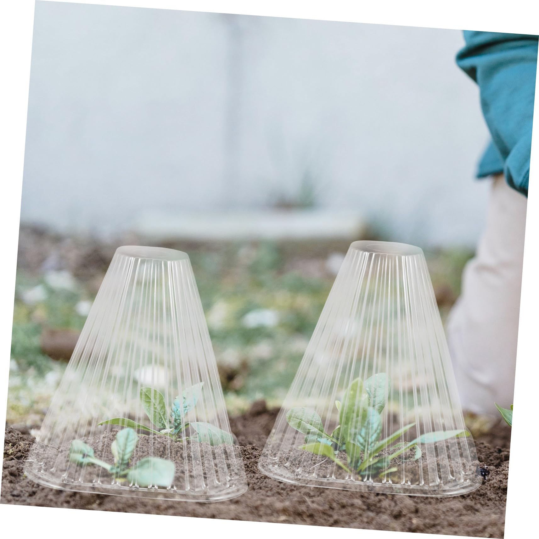 Cloche Conique pour Plantes 10 Pièces Pet, Protection Semis et Ombrage