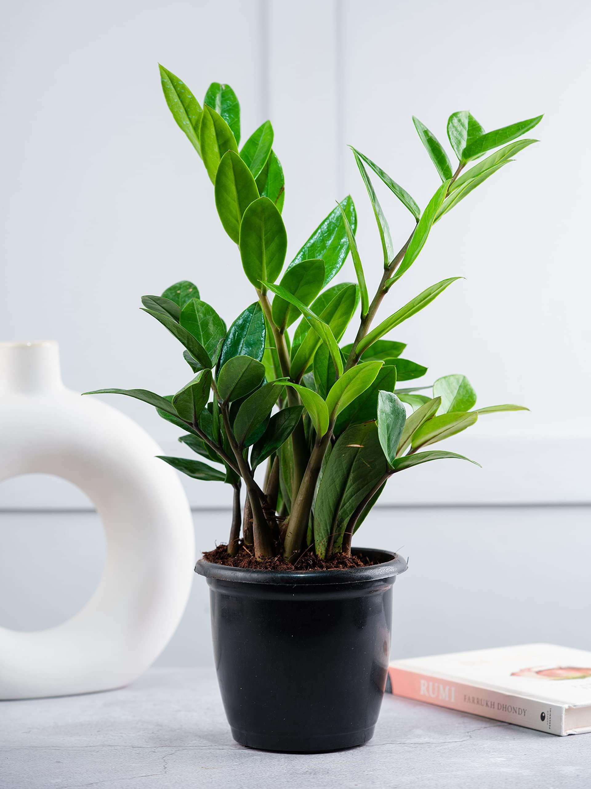 CAPPL Zamia ZZ Indoor Air Purifying Plant with Plastic Pot (Zamioculcas