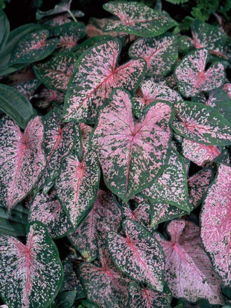 Radha Krishna Agriculture Caladium Pink Cloud Leafy Bulbs for Your