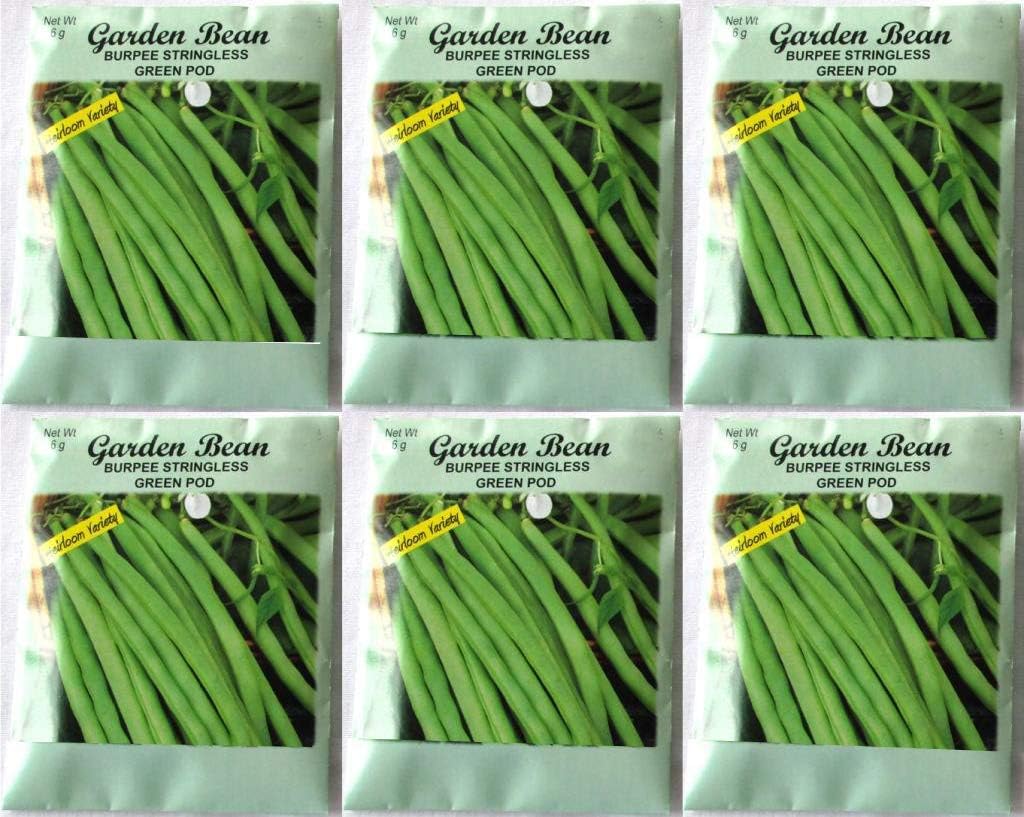 (6 Pack) Burpee Stringless Green Pod 6 gram/Package Heirloom Variety Seeds