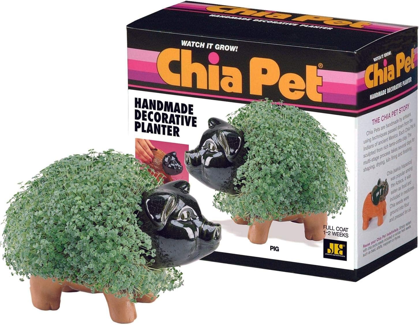 Chia Pet Pig - 1 Each