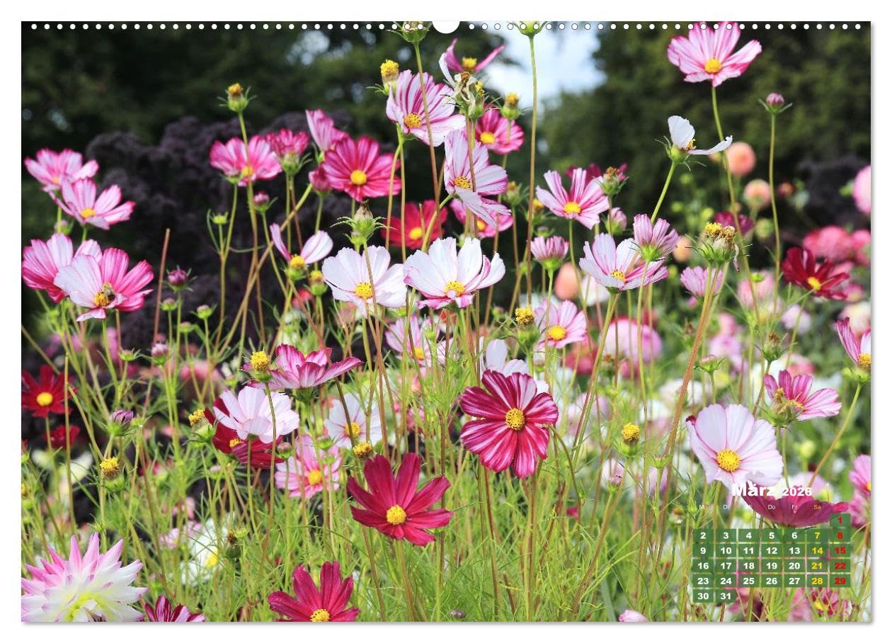 Sommerliche Blütenträume (hochwertiger Premium Wandkalender 2026 DIN A2 quer), Kunstdruck in Hochglanz: Ein ganzes Jahr voller floraler Poesie (CALVENDO Natur)