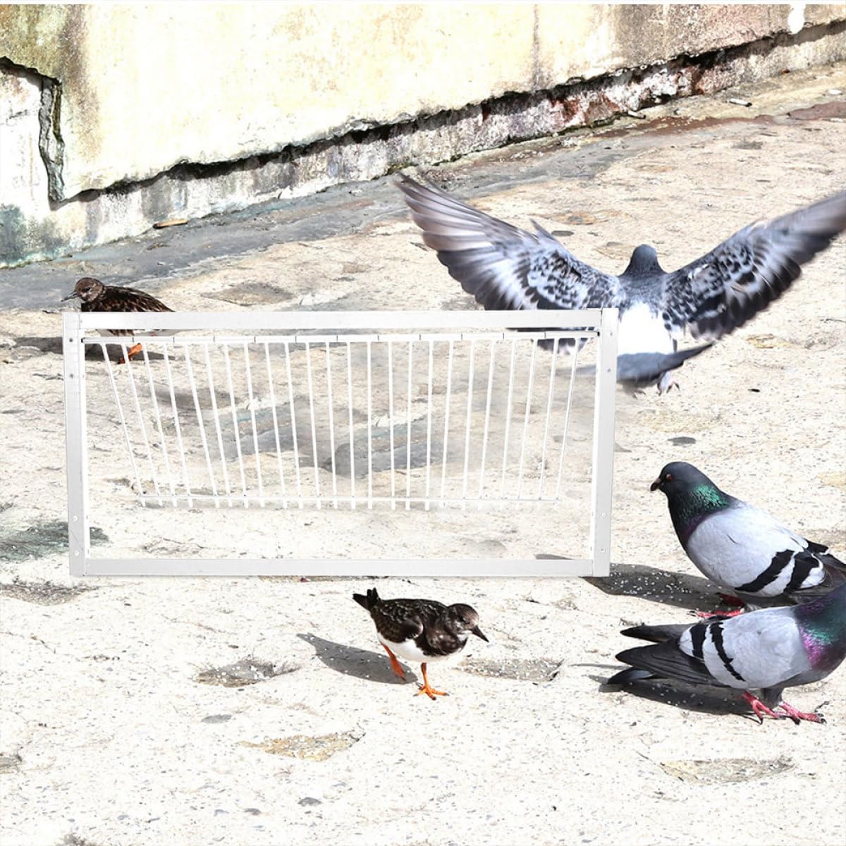 Ciieeo Puerta para Jaula de Palomas de Hierro Reforzado 50 Cm, 2 Piezas para Carreras y Saltos de Palomas, Puerta Actividad Resistente para Casa de Pájaros en Granja y Rancho