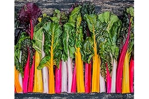 Rainbow Heirloom Swiss Chard Seeds - Non-GMO Planting Packets