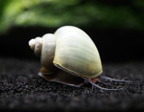 Vista 7 de Aquatic Arts