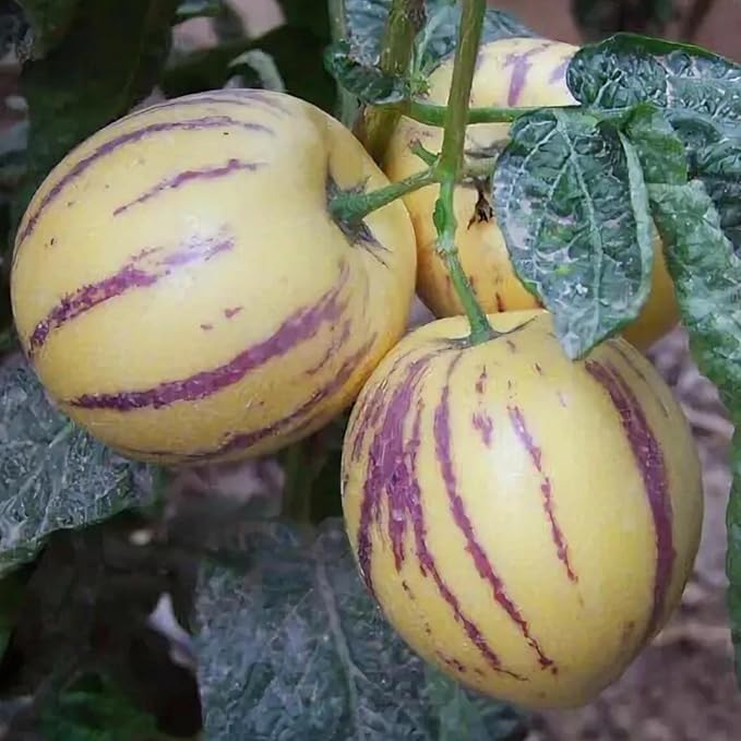 300+ Pepino Melon Seeds Ginseng Fruit Seeds Patio