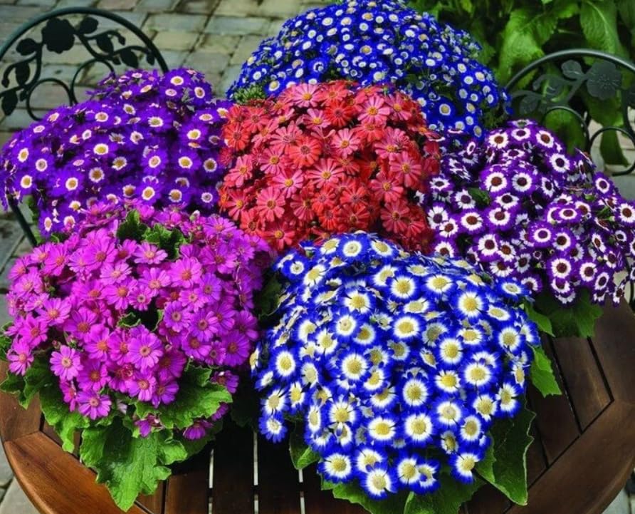 1 Pack of 50 SEEEDS Cineraria Hybrida F1 Dwarf Mix