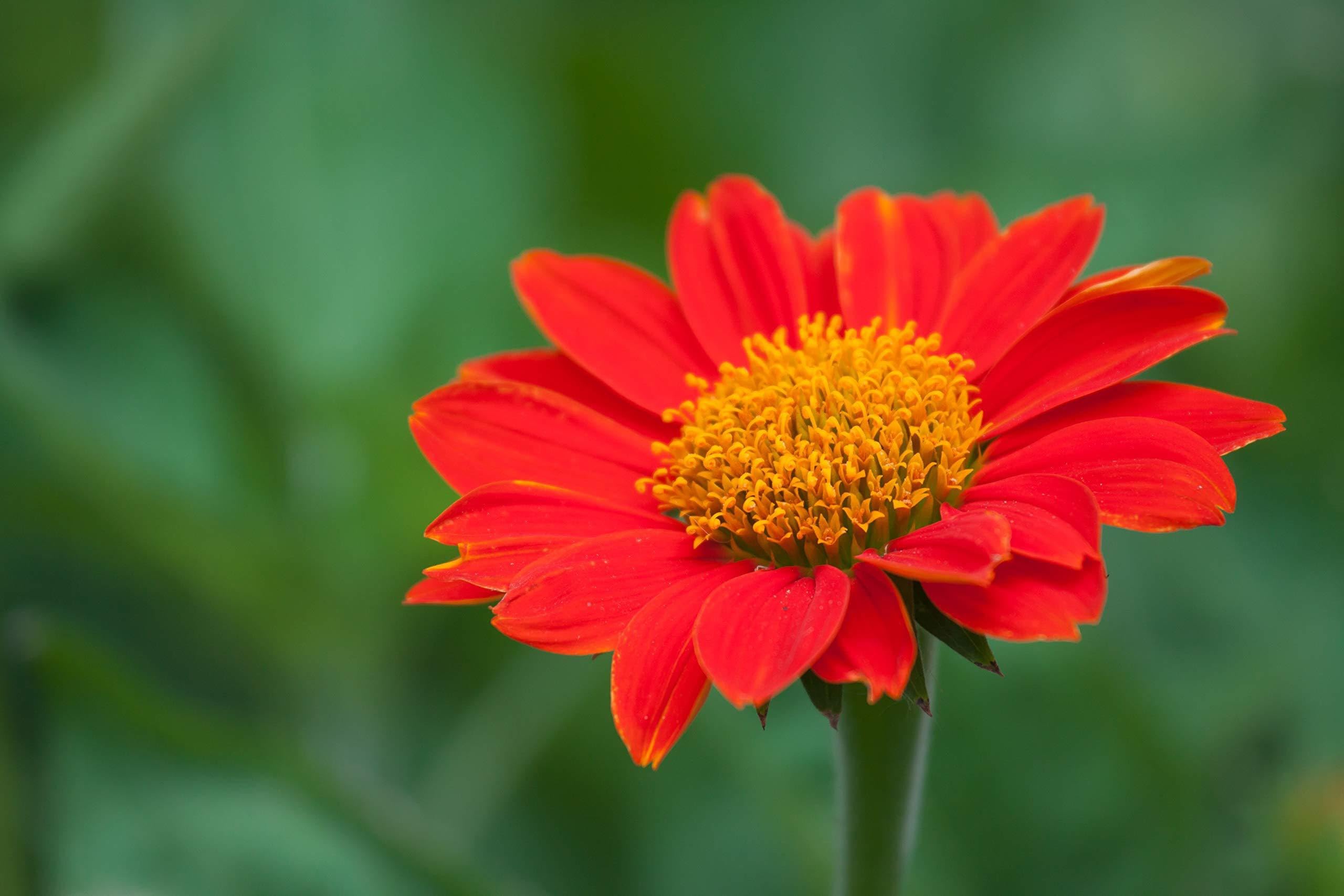 Willvine Mexican Sunflower Tithonia-XLR-2L-image-10