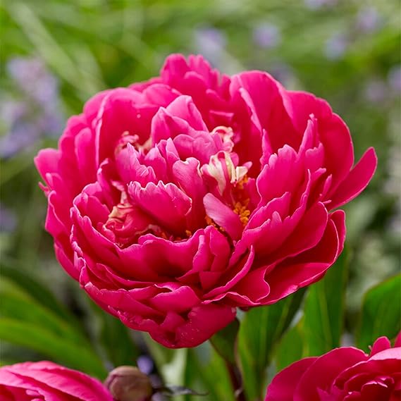 Garden State Bulb Karl Rosenfield Peony Flower Bulbs, Bare Roots, Spring Planting (Bag of 3)