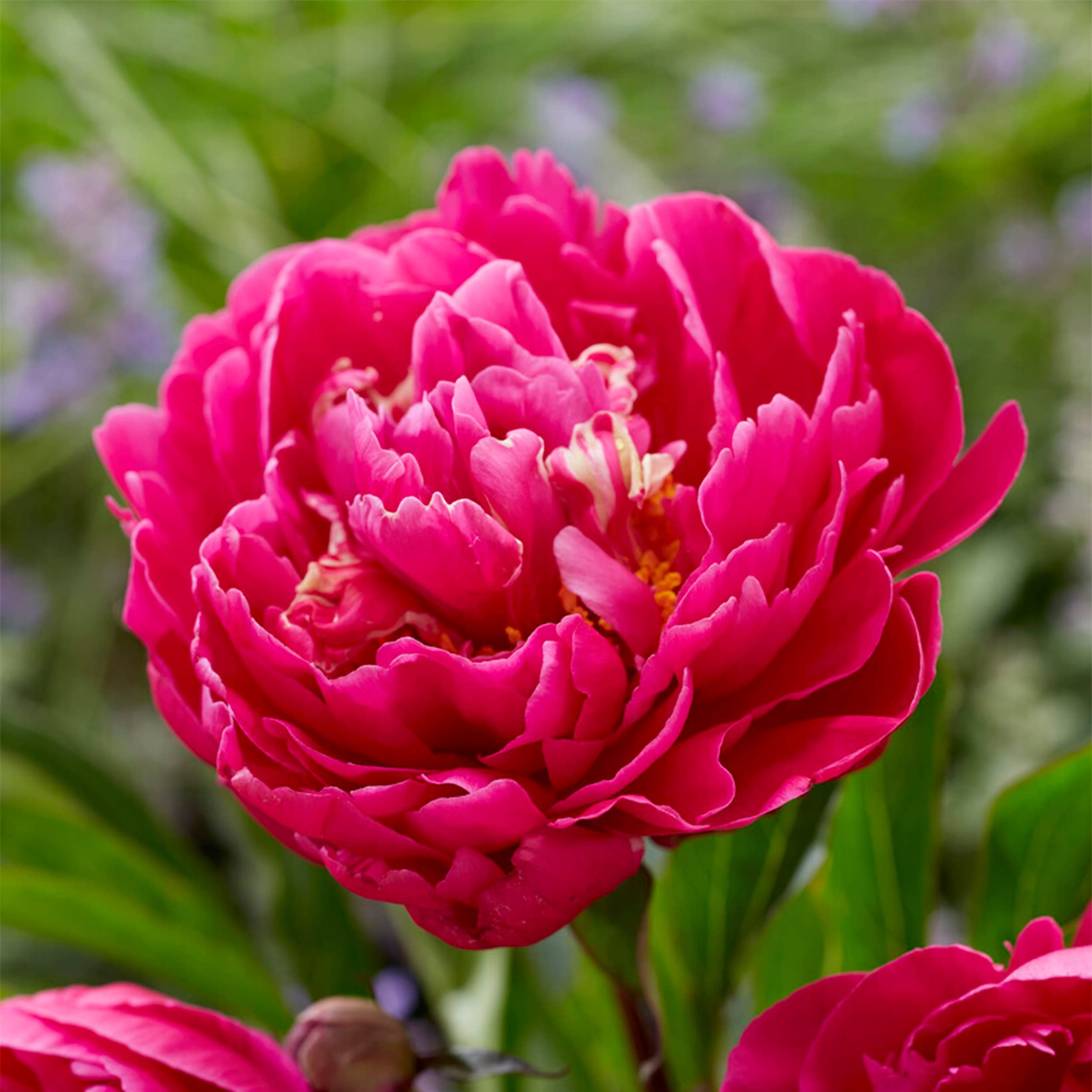 Garden State Bulb Karl Rosenfield Fuchsia Peony