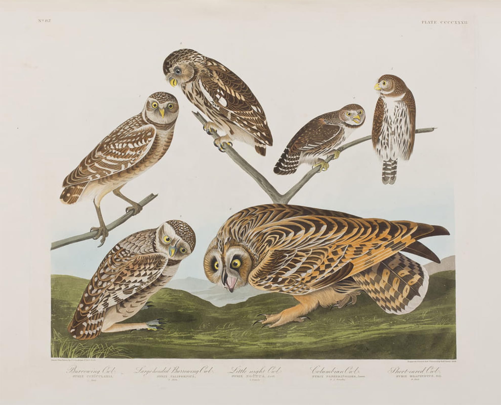 POSTERIIk Vintage Art Print Images Pictures Print Illustration From birds of America by John Jamess Audubon Modern Colour Posters for Office Home Decor 60x90cm