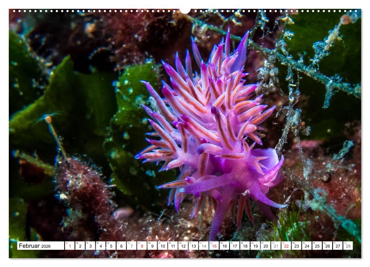 Tauchen im Mittelmeer (hochwertiger Premium Wandkalender 2026 DIN A2 quer), Kunstdruck in Hochglanz: Bei Tauchgängen im Mittelmeer werden Sie viele der im Kalender gezeigten Meeresbewohner treffen