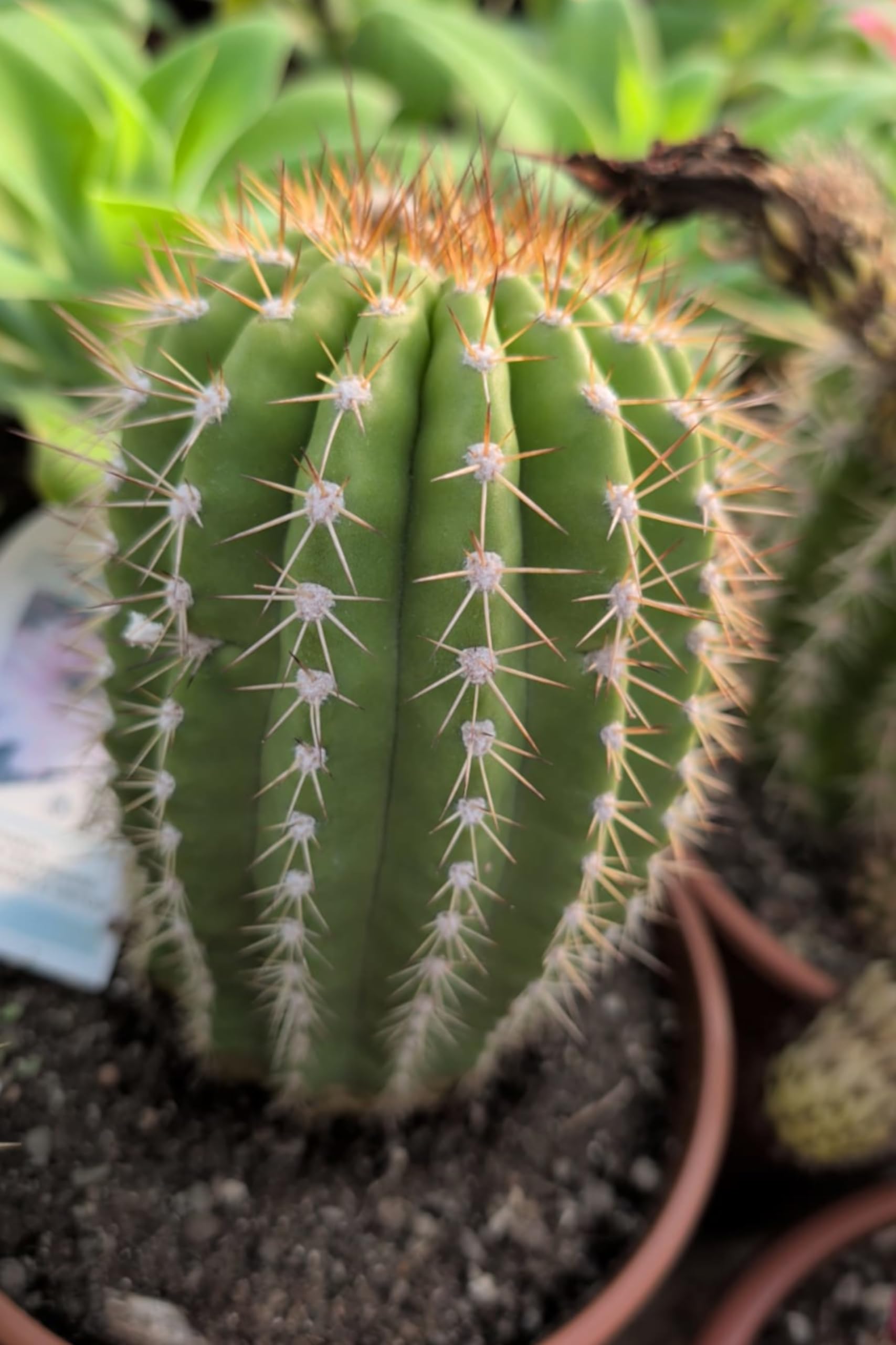 Pianta vera di Trichocereus Hybrid | Altezza: 15 cm - Diametro vaso: 15 cm | pianta grassa cactus ornamentale fiore rosa da coltivare all'esterno esterno o interno