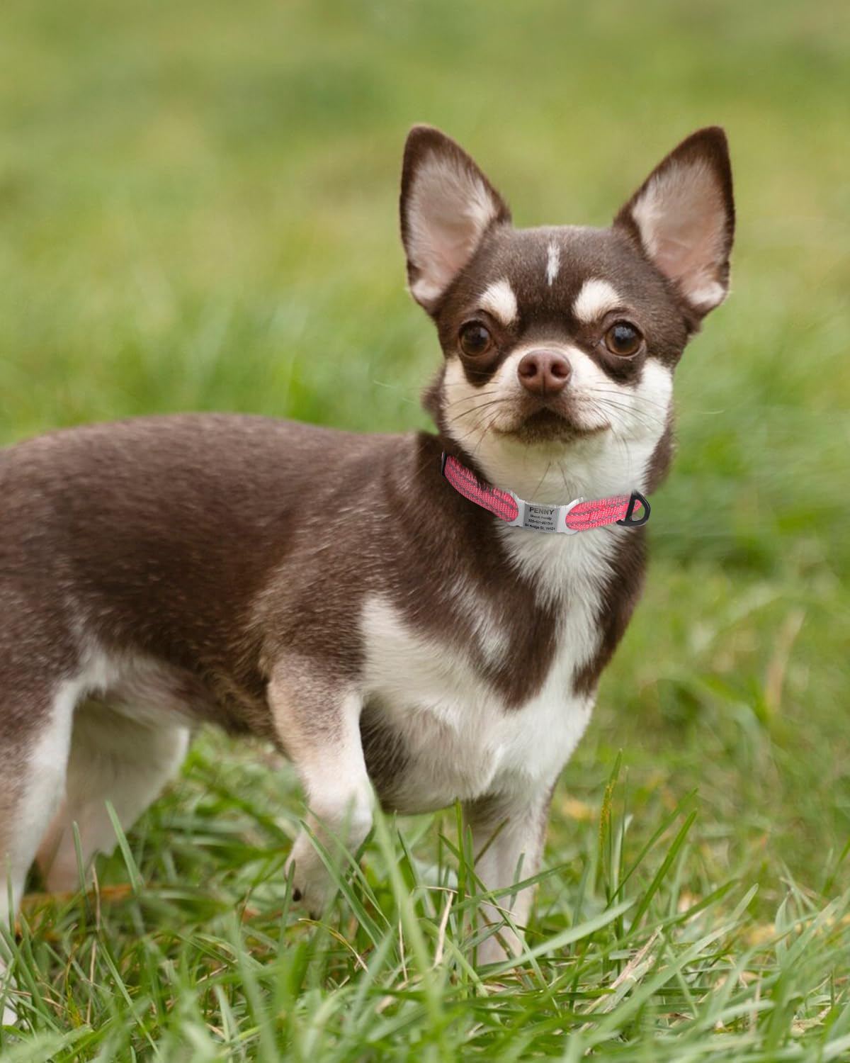 TagME Collare per Cani in Nylon Riflettente, Fibbia Staccabile Durevole, Collari Di Sicurezza Regolabili per Cani Di Taglia Piccola, Rosa, Larghezza 1.5 cm