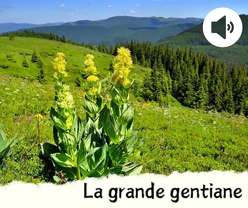 La grande gentiane