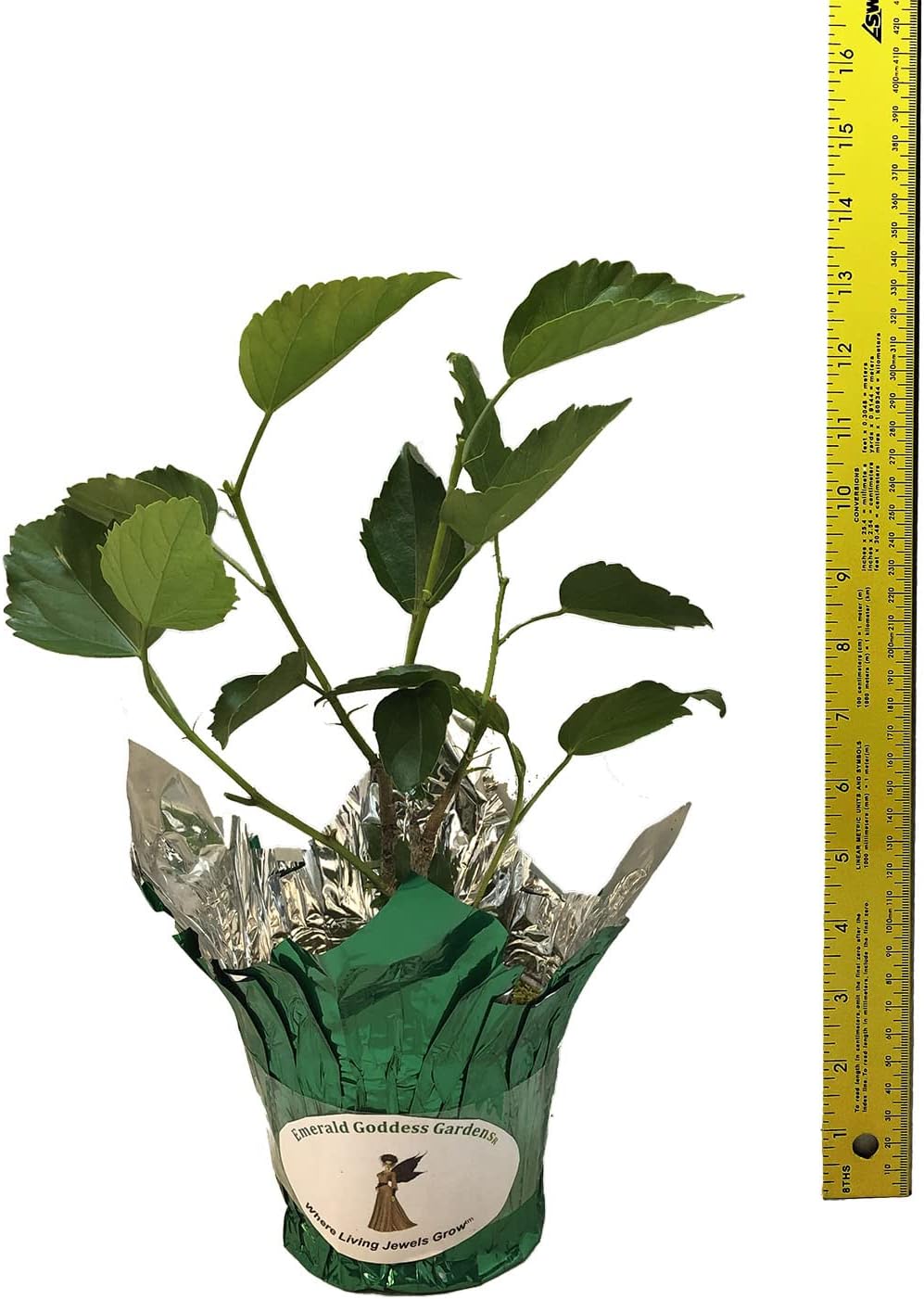 Jane Cowl - Heirloom Tropical Hibiscus rosa-sinensis, Live Tropical Plant, Peach Double Orange Flower, 8-12 Inches Tall - 4 Inch Pot