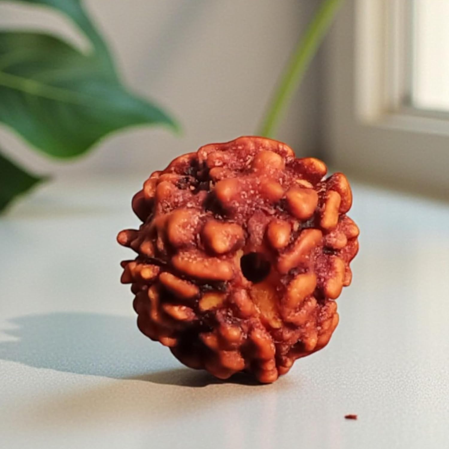 Certified Natural 3 Mukhi Rudraksha from Nepal - Authentic Three-Faced Bead for Spiritual Balance, Meditation, and Positive Energy, Showing as Image