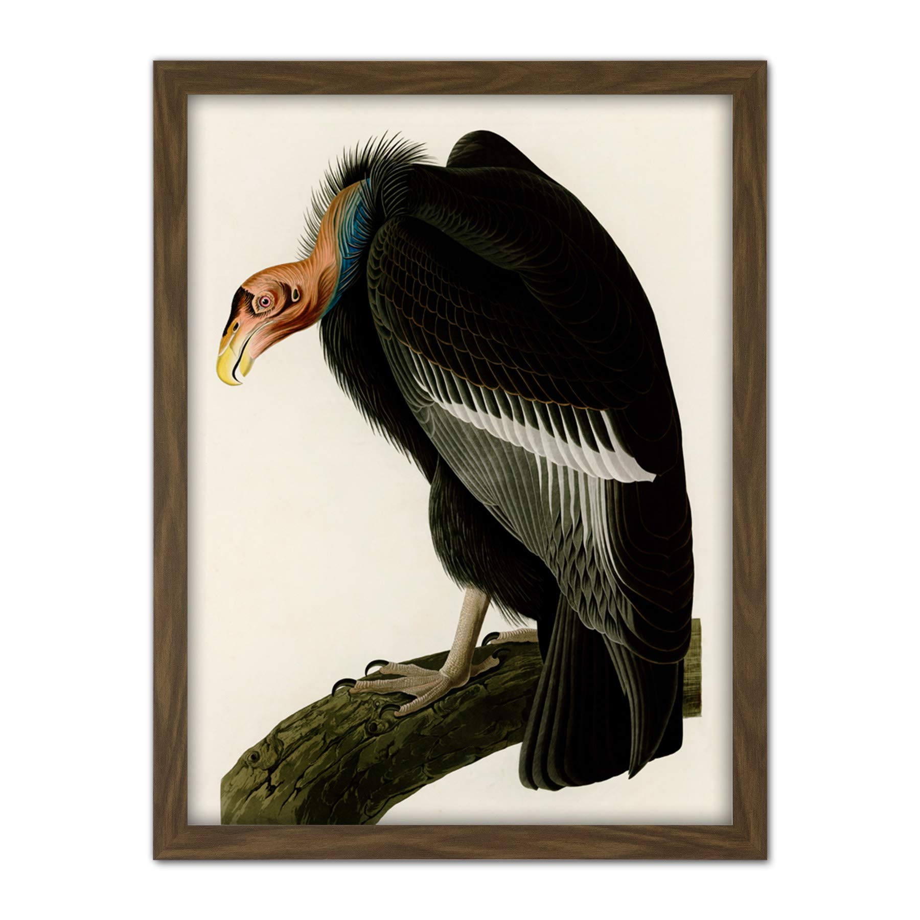 Artery8 Audubon Birds America Californian Vulture Artwork Framed Wall Art Print 18X24 Inch