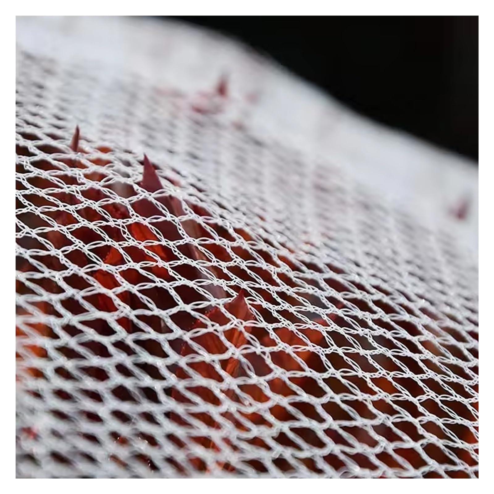 Reti Protettive da Giardino Rete Anti Uccelli, Rete di Insetti per Verdure, Rete Antigrandine per Protezione Ortaggi Piante Frutta Fiori Colture(3x5 m)