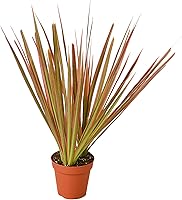 Vista 1 de Garden Wrld Dracaena 'Colorama' (maceta de 3")