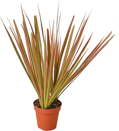 Garden Wrld Dracaena 'Colorama' (maceta de 3")