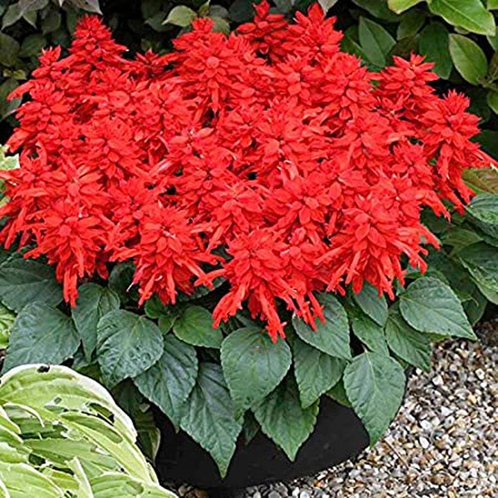 PLANTOGALLERY Salvia Flower F1 Hybrid Seeds Good Germination (1) (B09B2M5LC3) Amazon Price History, Amazon Price Tracker