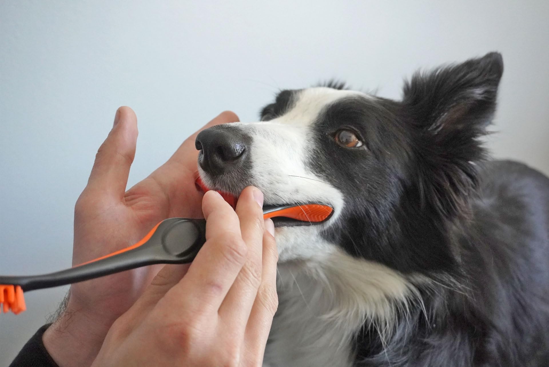 Paw Ready Doggy Breath to Doggy Fresh Dog Dental Care Kit Includes Enzymatic Toothpaste, Dual Brush Head Toothbrush with Angled Bristles and Blue Bite Block to Gently Keep Pets Jaw Open (Blue, Medium) - image 6