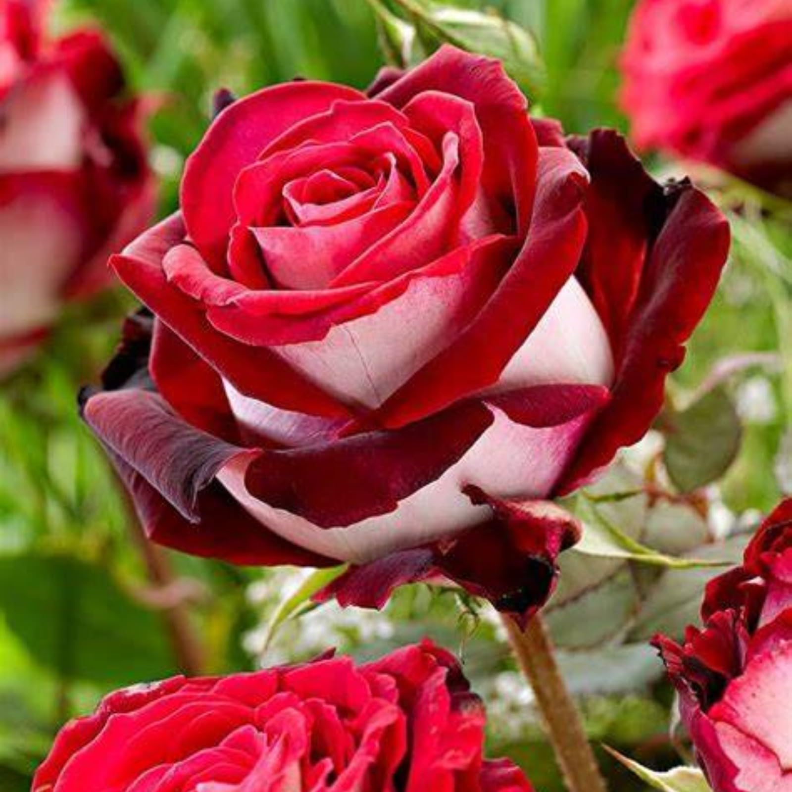 Gorgeous Rose Bulbs Mix UK,Good for Containers,Flowering Rhizome,Iridescent,Excellent Display,Perennial,Balcony Garden Bulbs,Hardy,Rose Rhizome-1bulb-G