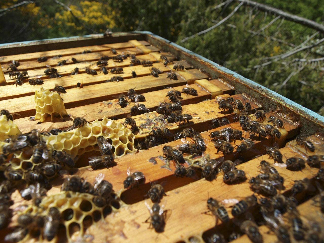 Nueces de España Naturales con cascara Frescas, cosecha del 2024 LIMITADA, bolsa de 3 kg.