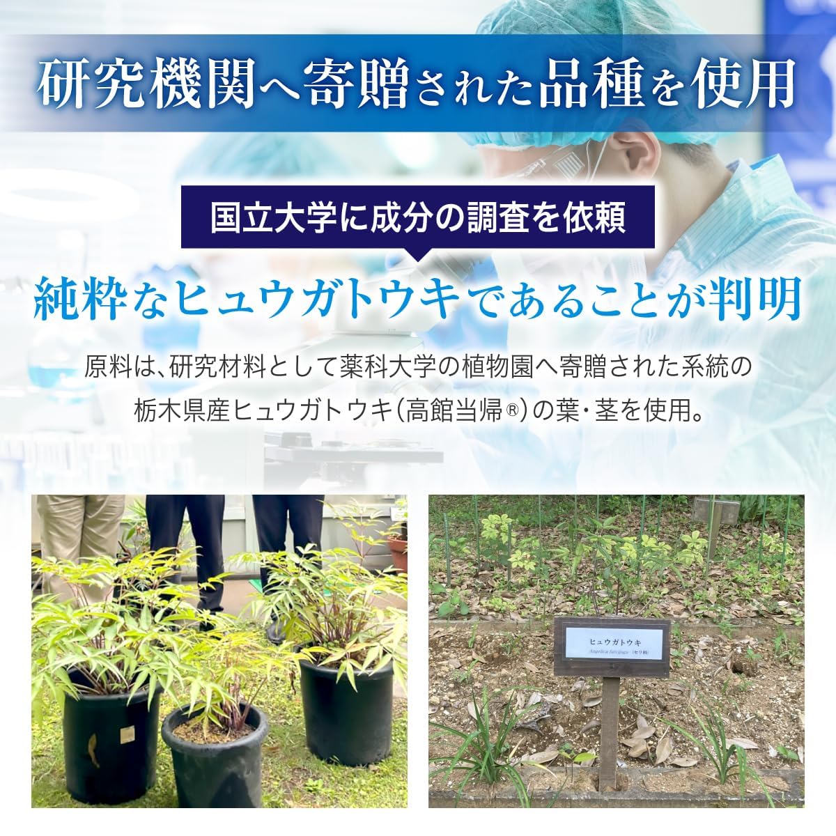 Amazon | 日本山人参 ヒュウガトウキ サプリ 高館当帰カプセル