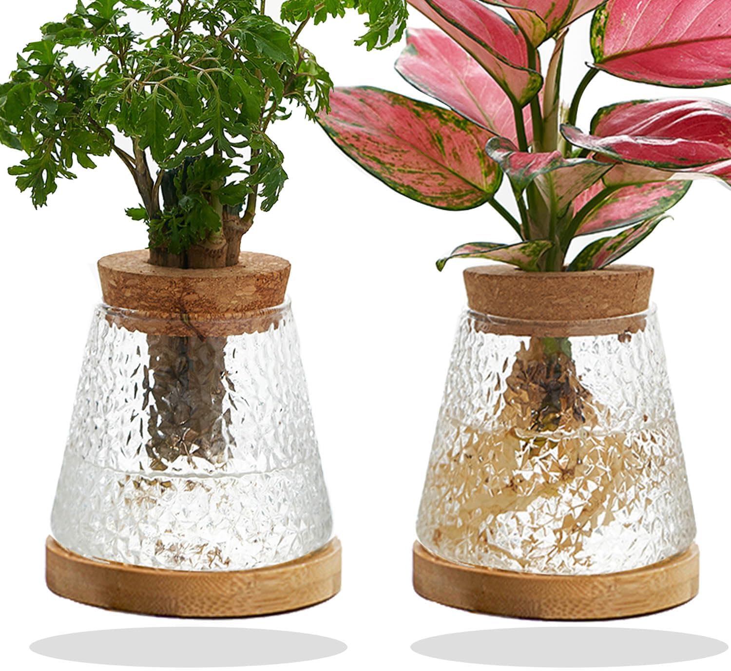 Plant Propagation Planter Water Station Planting Glass Vase