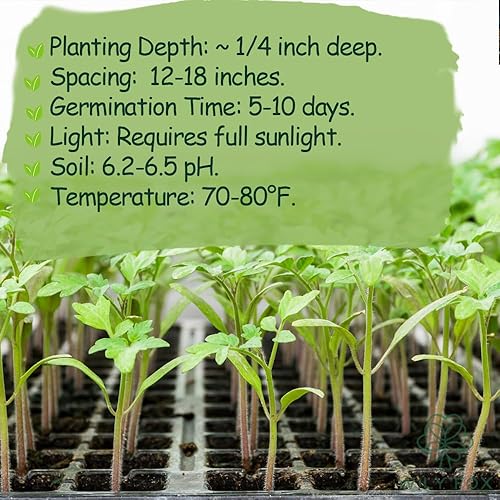Miniatura 4 de Dwarf Duo Tiny Tim Semillas de tomate  Más de 100 variedades de tomate enano rojo y más de 100 amarillo, semillas de tomate cherry para
