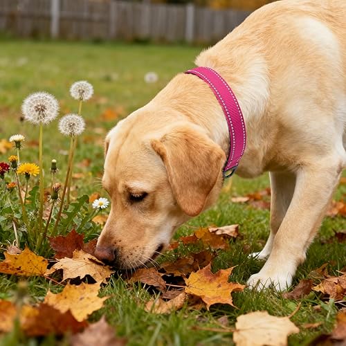 Miniatura 2 de Taglory Collar de perro personalizado con placa de nombre, placas de identificación de mascotas personalizadas, sin ruido, collares reflectantes
