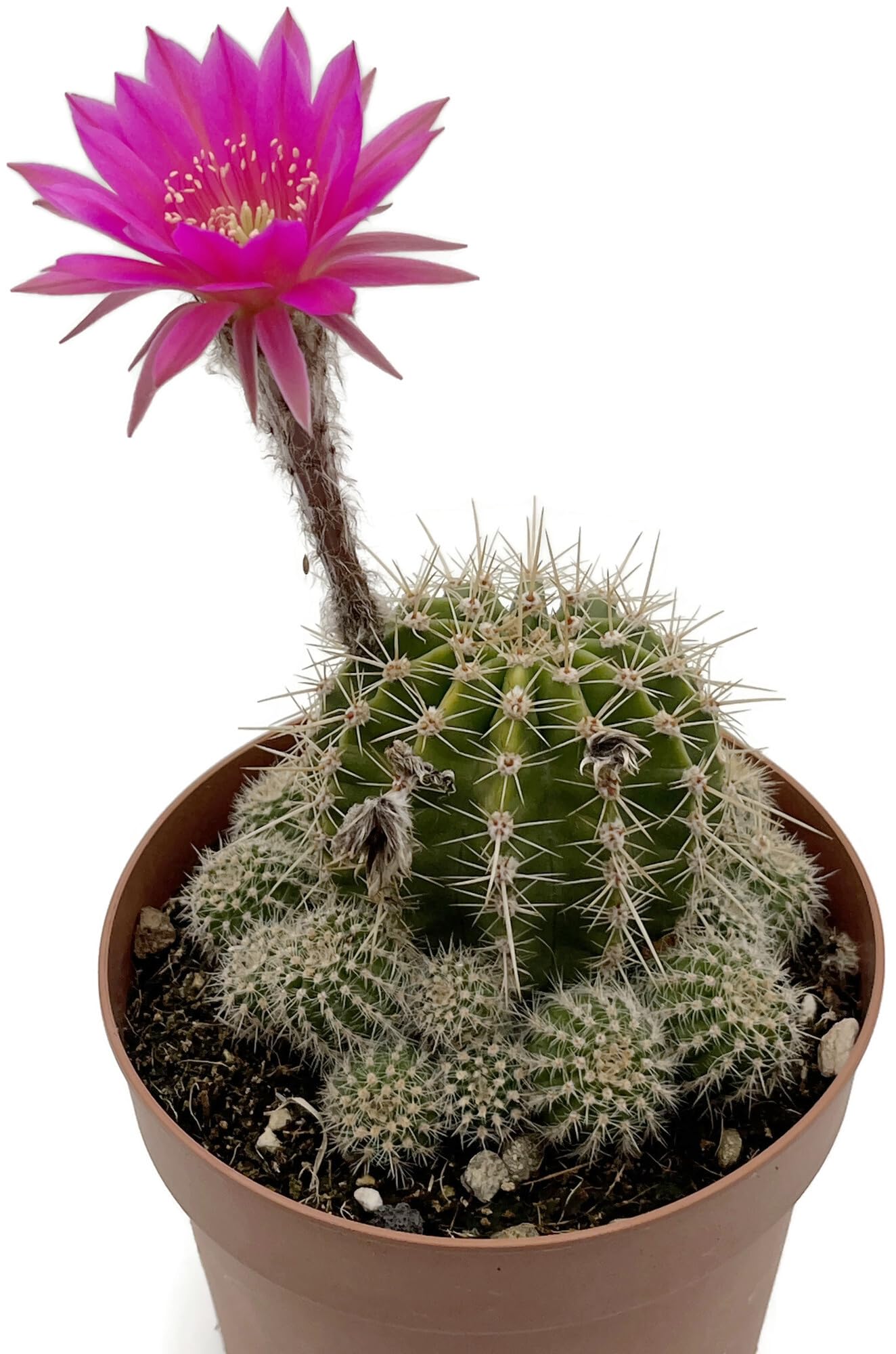 kaktus euphorbia Euphorbia ingens (Cowboy Cactus)