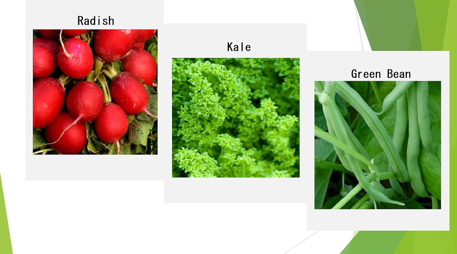 Premium Winter Vegetable Seeds Collection Organic Non-GMO Heirloom Seeds Radish, Pea, Broccoli, Beet, Carrot, Cauliflower, Green Bean, Kale, Arugula, Gardner and Chef Favorites : Patio, Lawn & Garden