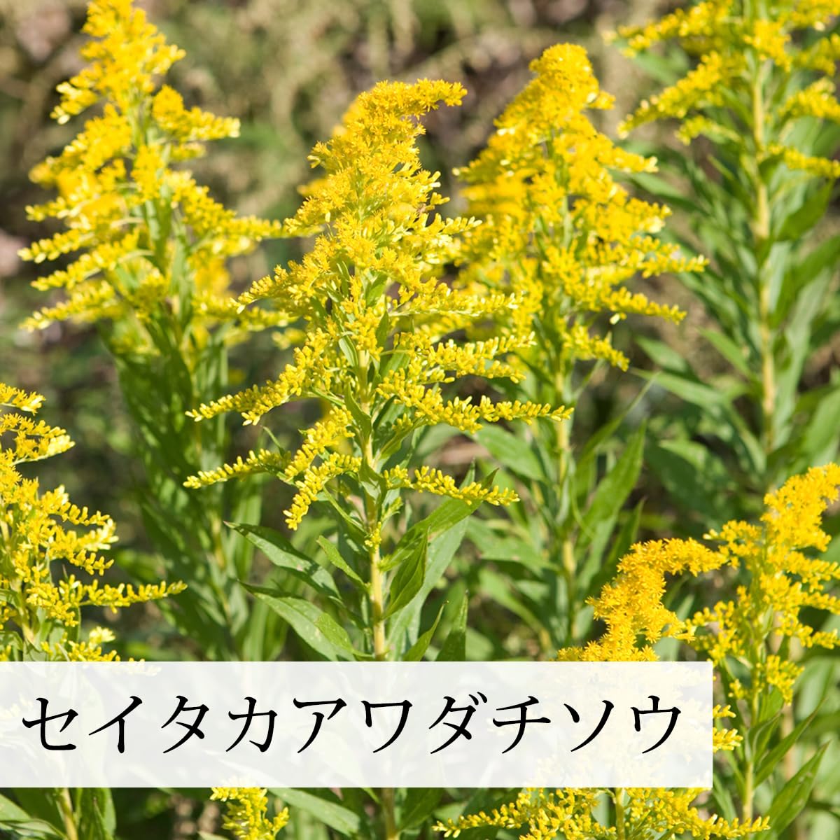Amazon.co.jp: 自然健康社 セイタカアワダチソウ 1kg 花 つぼみ 含む