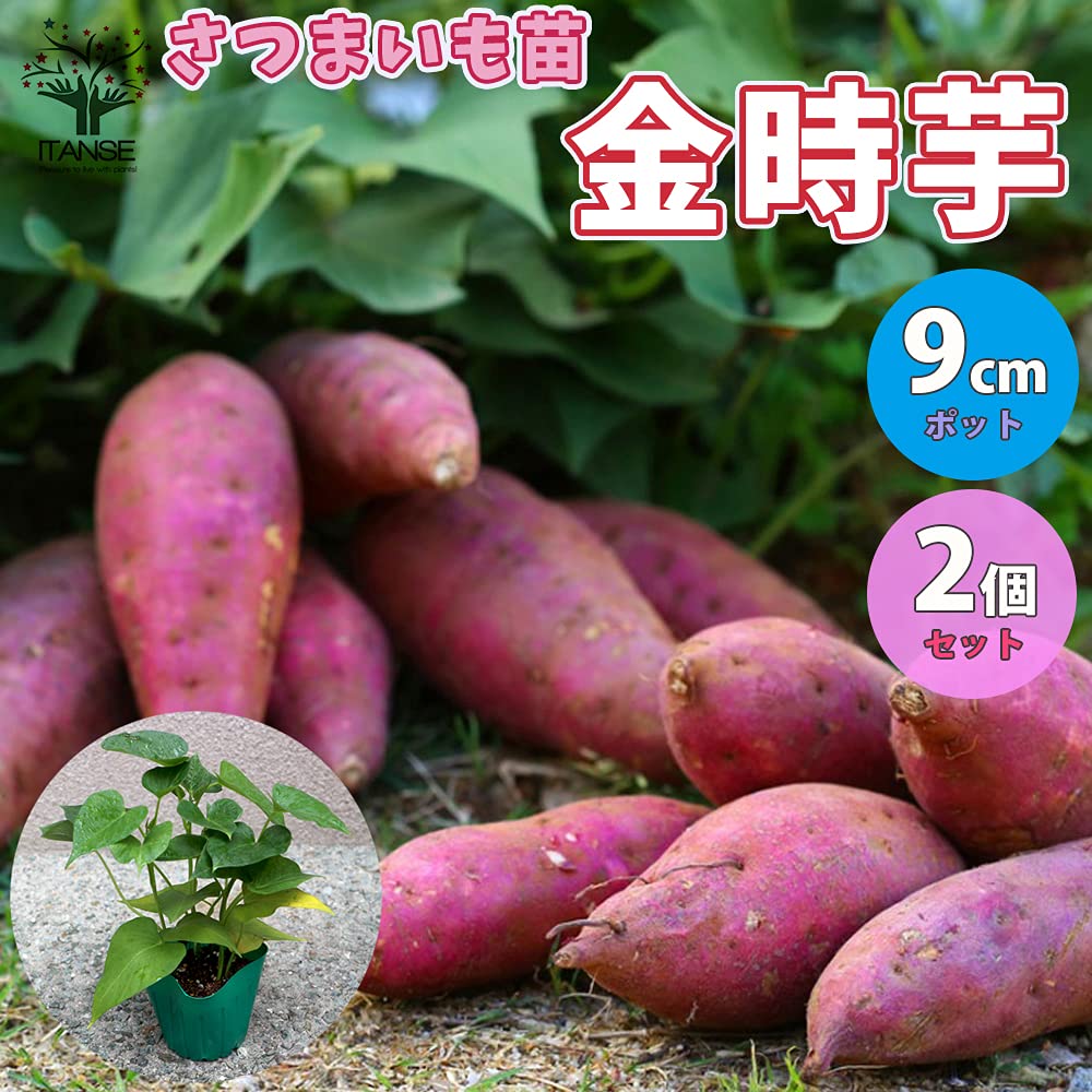 Amazon.co.jp: 金時芋(きんとき)さつまいもの苗 9cmポット 2個セット