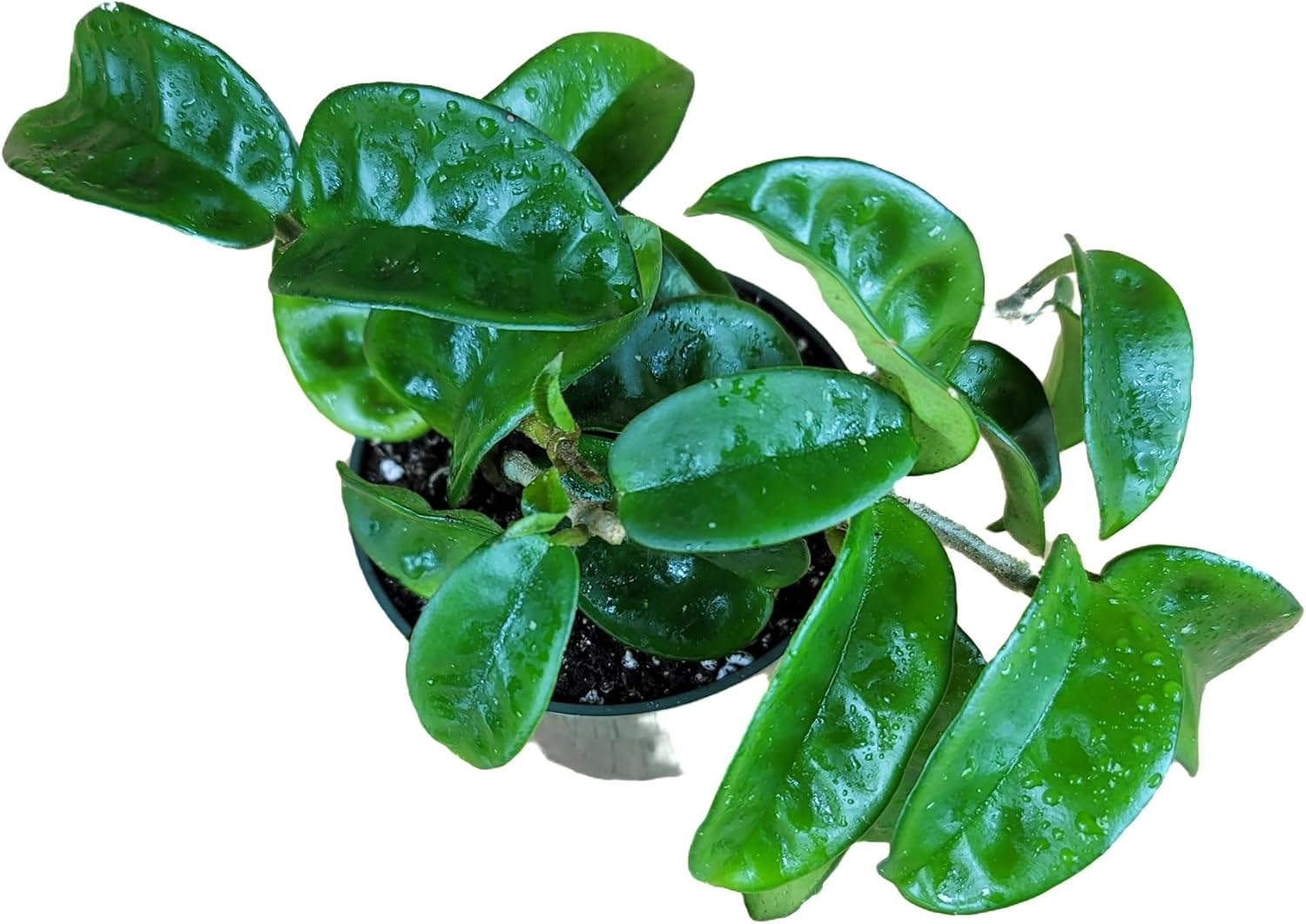 Hoya Krinkle 8 Live Hoya Plant Pink Flowers with Chocolate Smells Available in 2", 4", and 6" Pot (4" Pot)