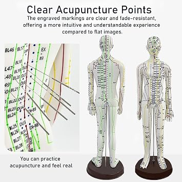Body Acupuncture Model 20.5 - with English Points (Female Model)