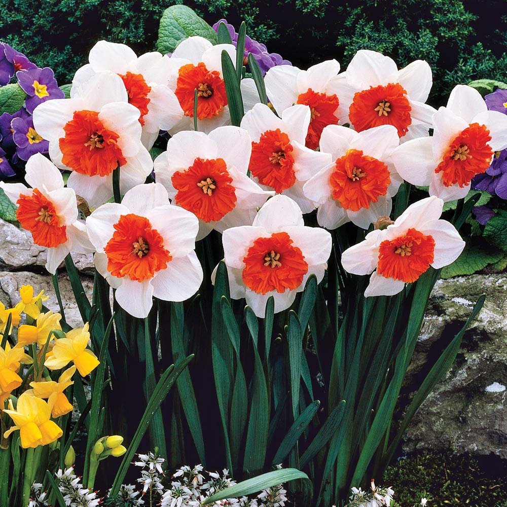 White & Orange Flower Blooms Daffodil Bulbs for Planting Now UK, Narcissus ‘Bella Vista’, Spring Flowering, Easy to Grow Your Own Garden Outdoor Flowers, 32 x Daffodil Bulbs by Thompson and Morgan