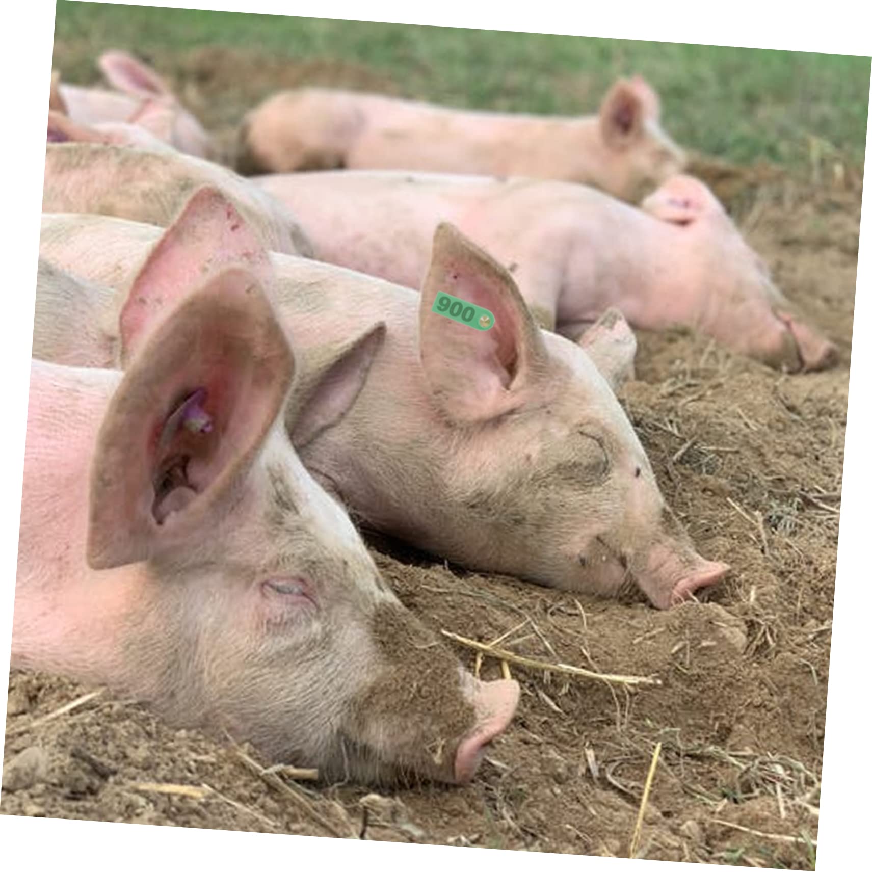 ibasenice Pinza per Marcatura Auricolare Animali 100 Etichette Strumento per Maiali e Materiale e Riutilizzabile